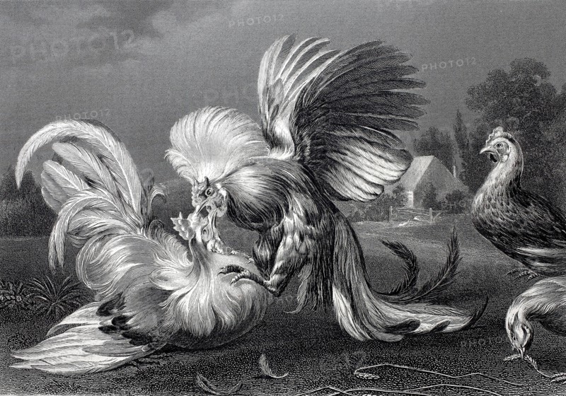 Cockfight.