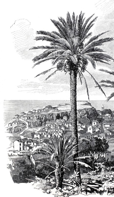 View of Funchal in 1890. Madeira. Portugal. Historical. authentic. digitally restored reproduction from an original from the 19th century