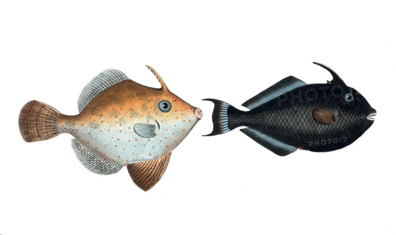 Fish