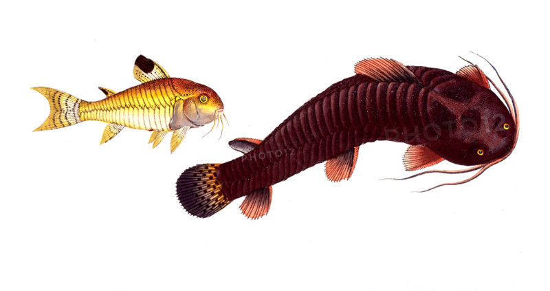Fish