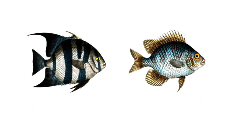 Fish