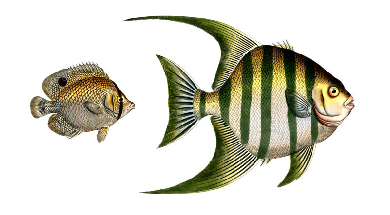 Fish