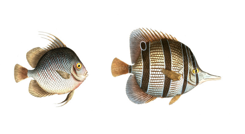 Fish