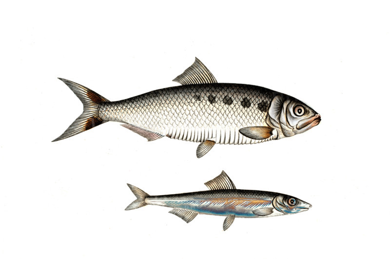 Fish