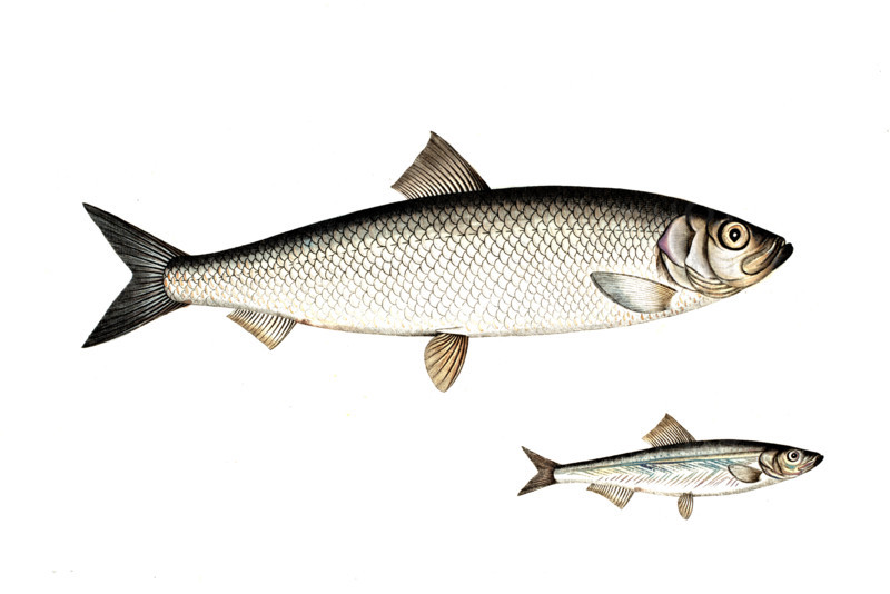 Fish