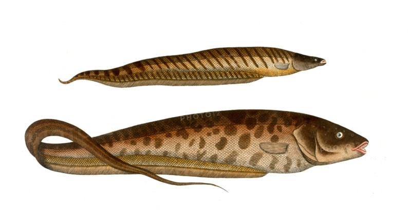 Fish