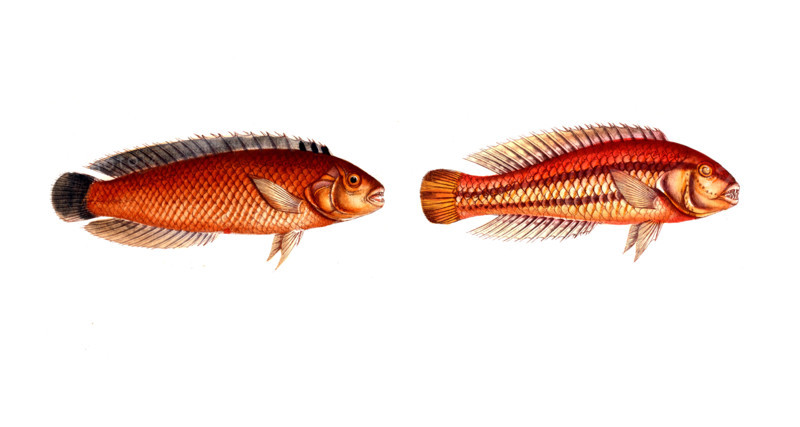 Fish