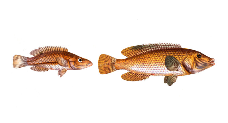 Fish
