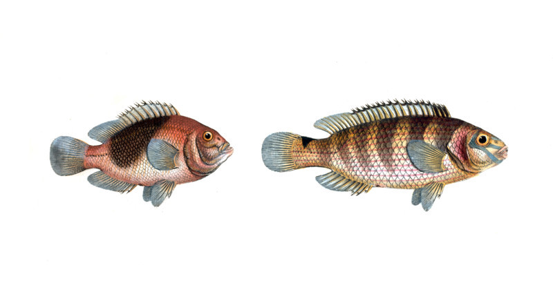 Fish