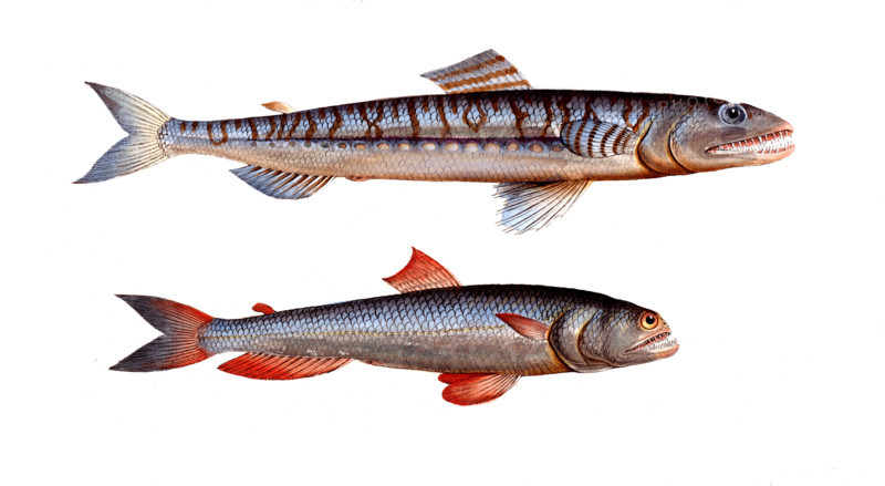 Fish