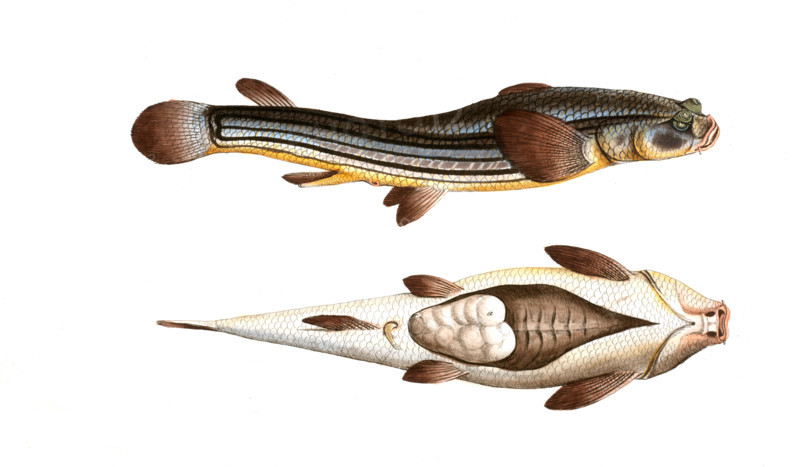 Fish