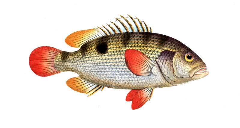 Fish
