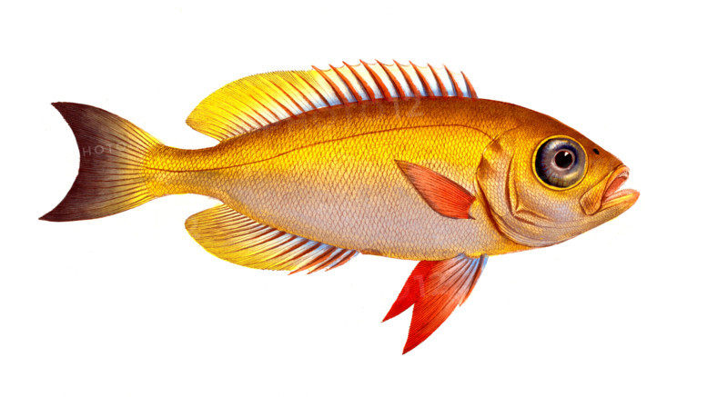 Fish