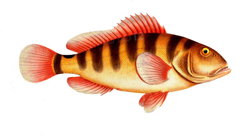 Fish