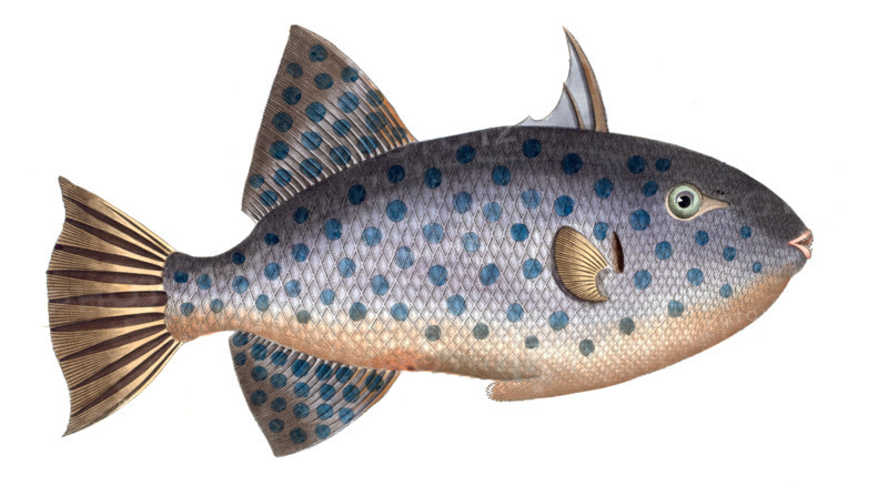 Fish