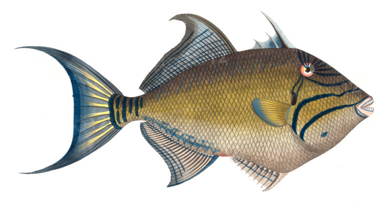 Fish