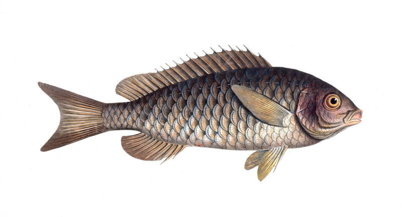 Fish