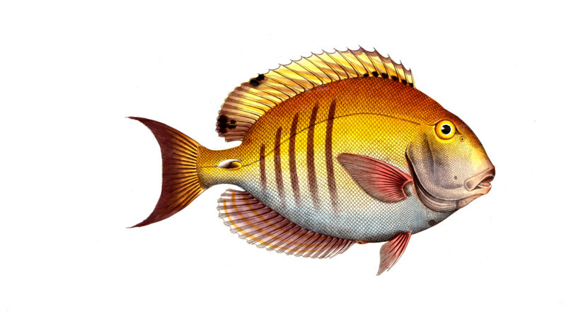 Fish