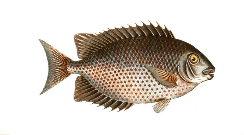 Fish