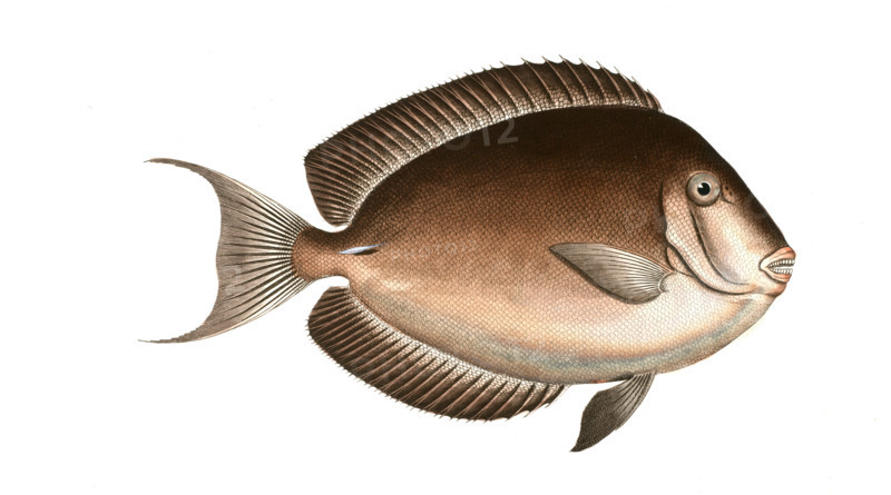 Fish