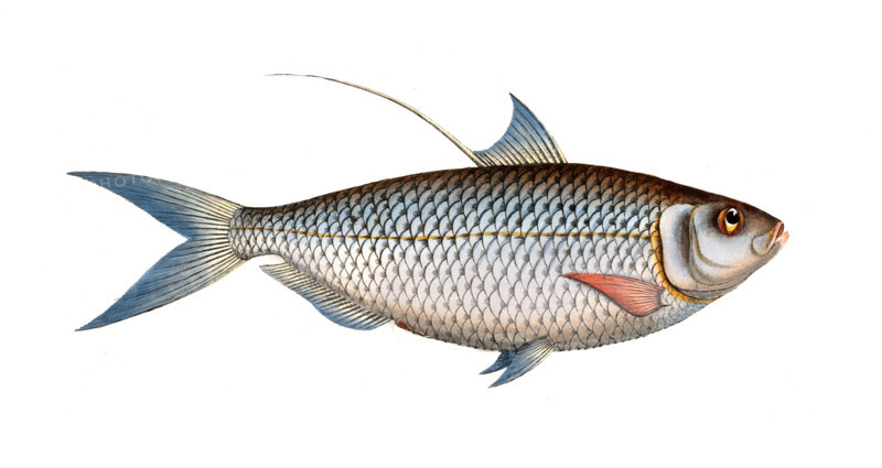 Fish