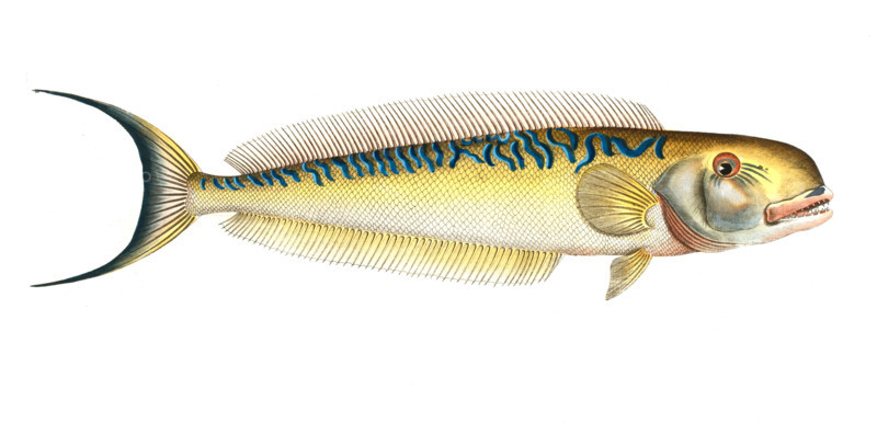 Fish