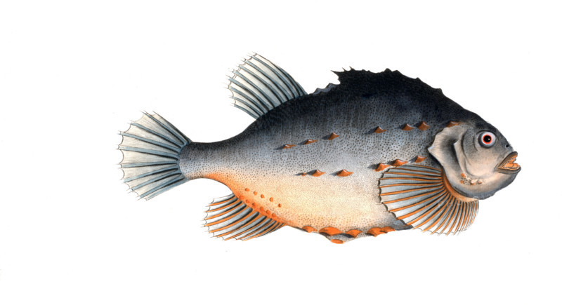 Fish