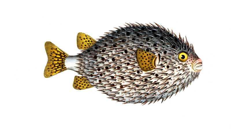 Fish