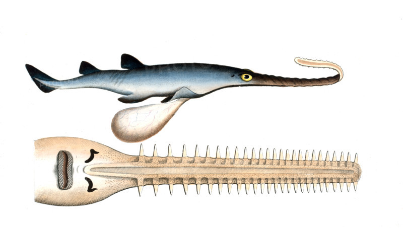 Fish
