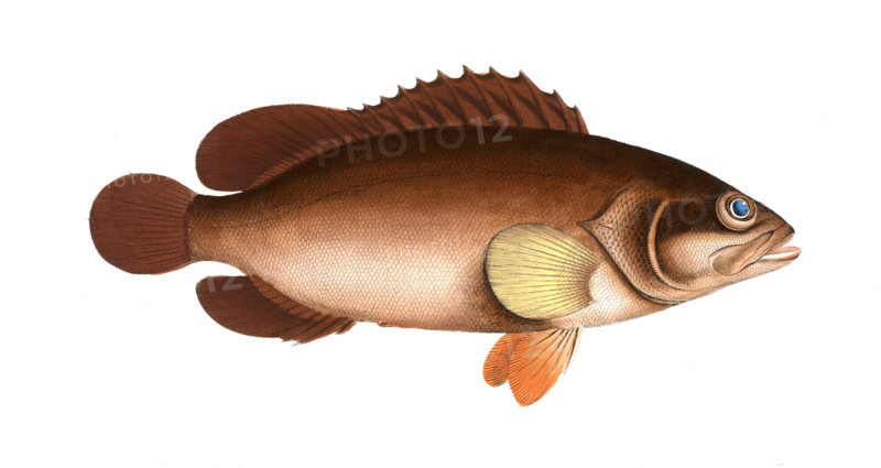 Fish