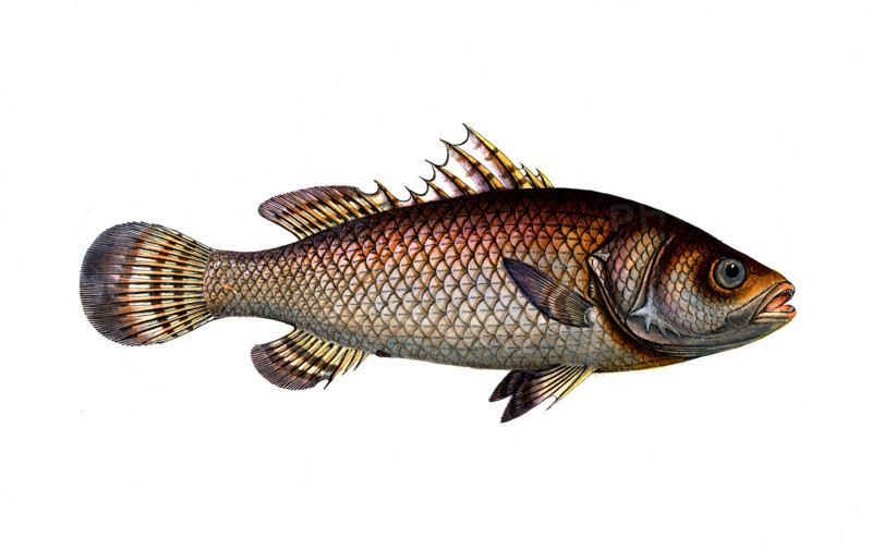 Fish