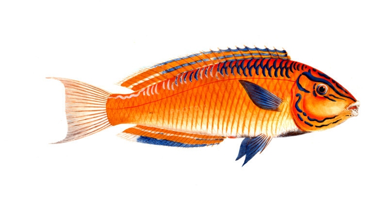 Fish
