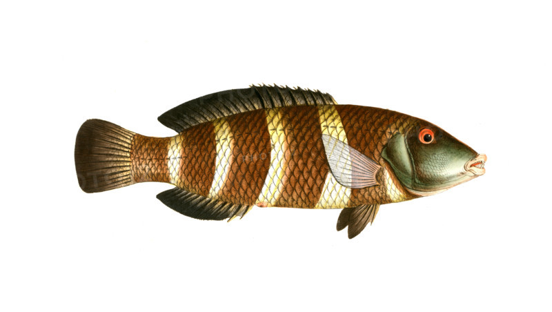 Fish