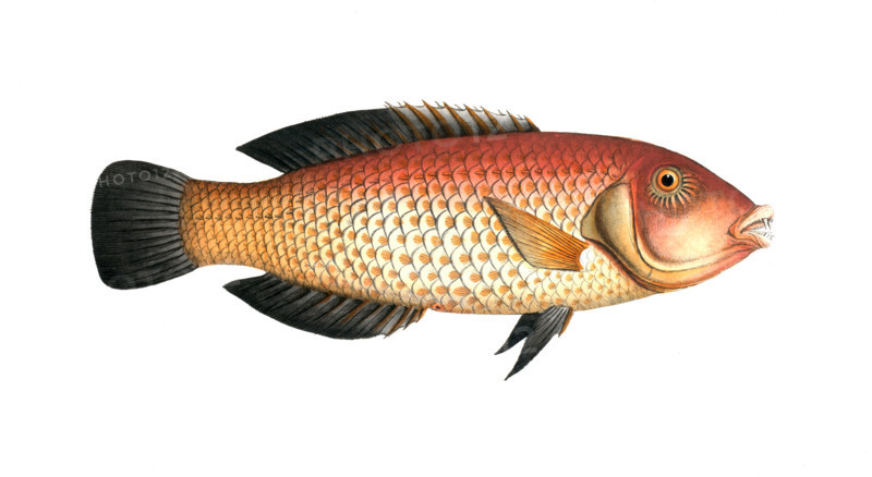 Fish