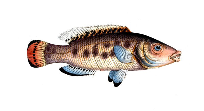 Fish