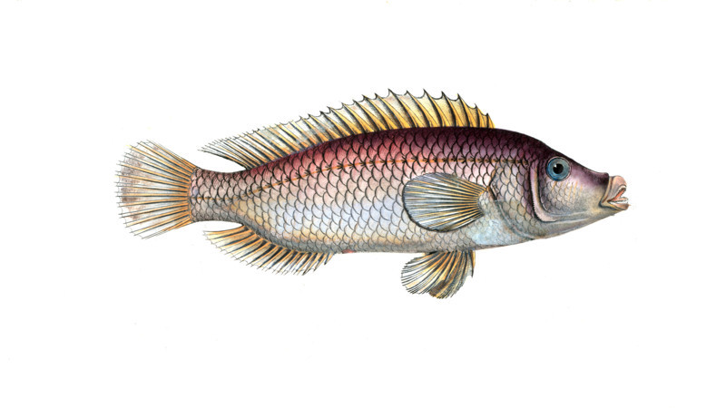 Fish