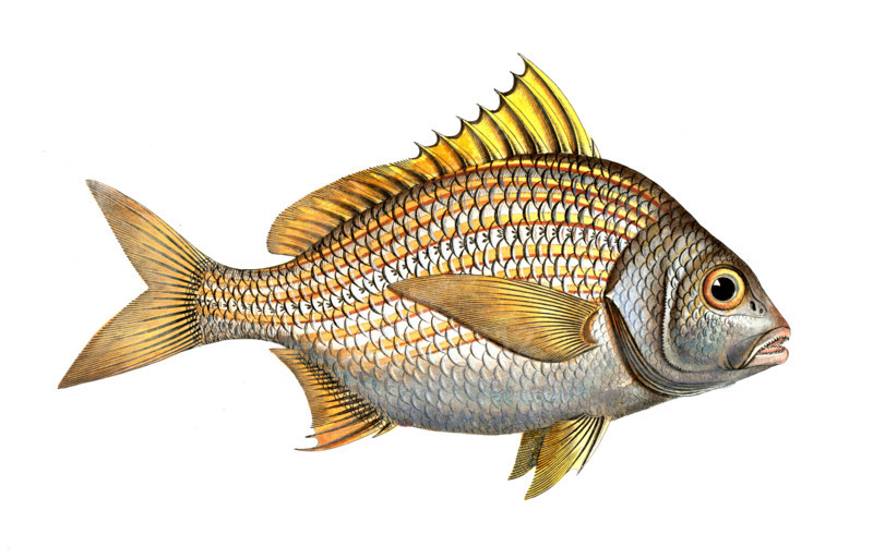 Fish