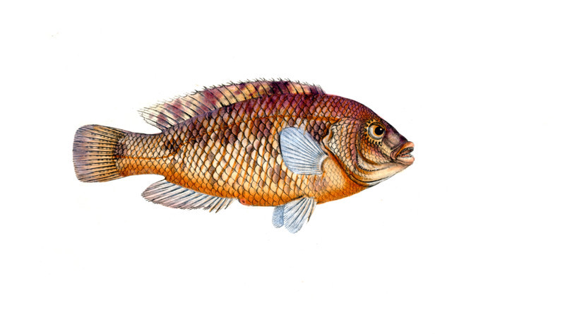 Fish