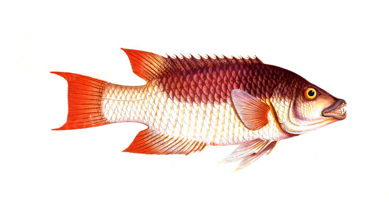 Fish