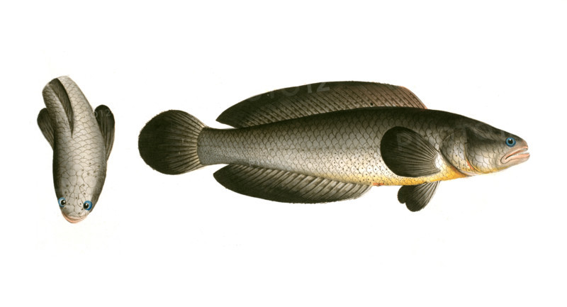 Fish