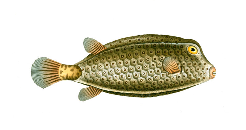 Fish