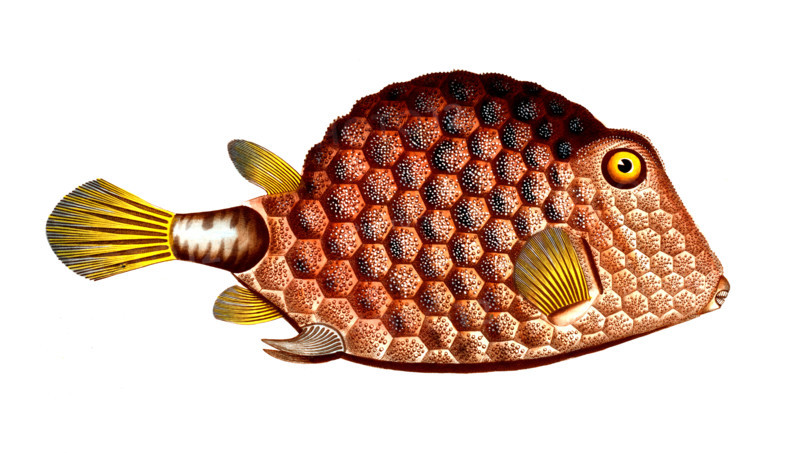 Fish