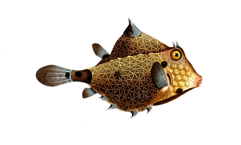 Fish