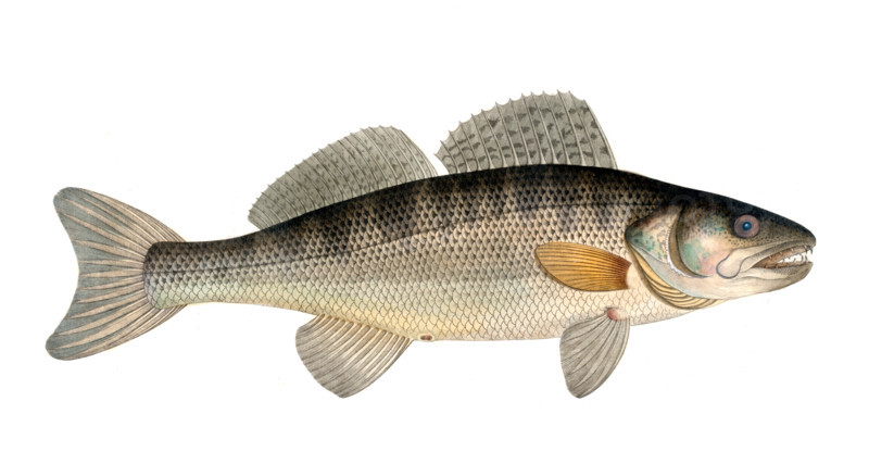 Fish