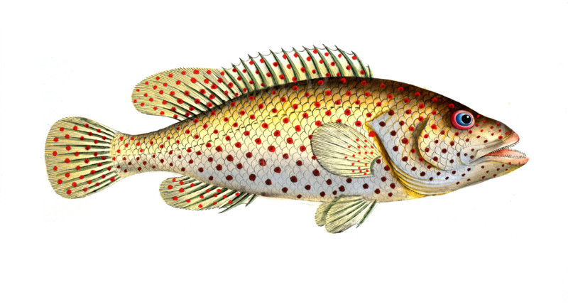 Fish