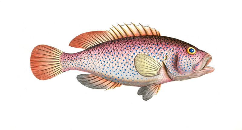 Fish