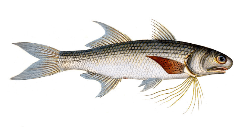 Fish