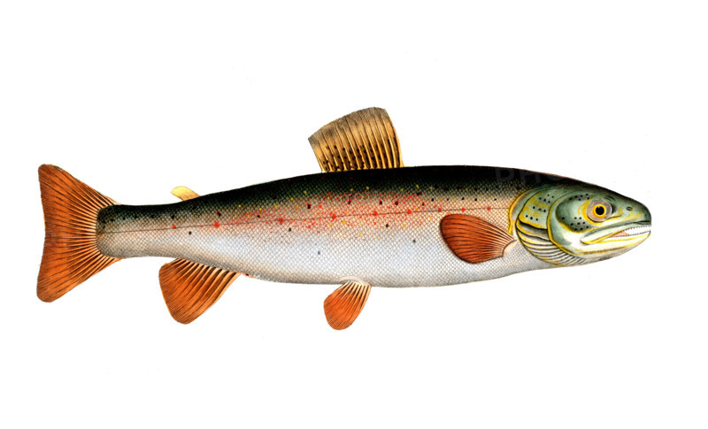 Fish