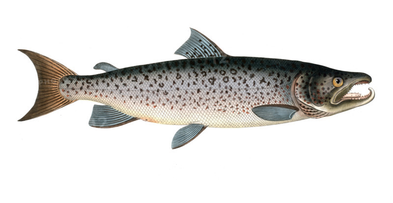 Fish