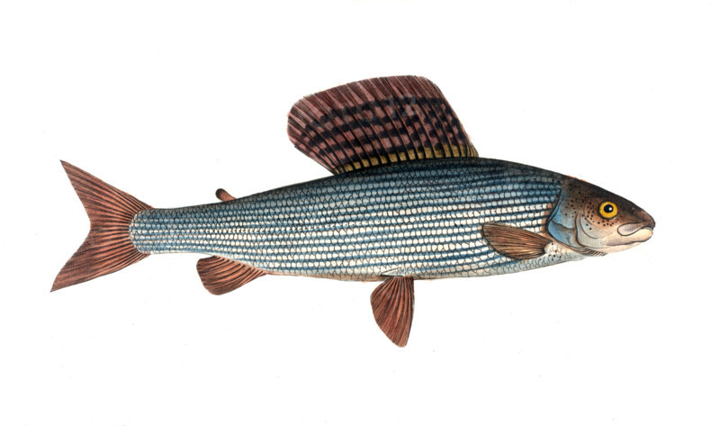 Fish